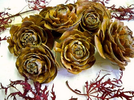 Cedar Roses from Glenbrook Farms Herbs