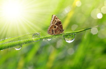 china rain fragrance  butterfly in the rain