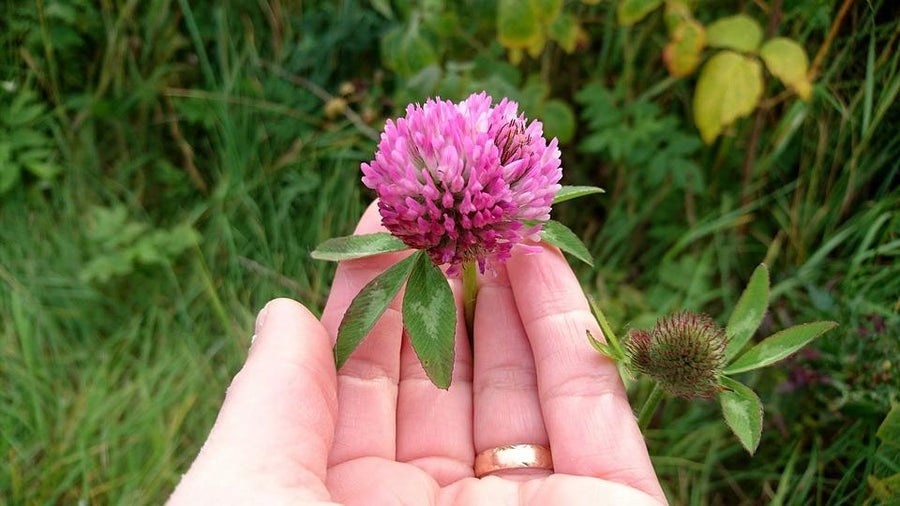red clover bud