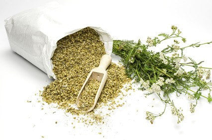 yarrow flowers from Glenbrook Farms Herbs and Such