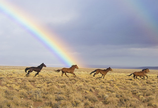 Cushing's Syndrome (PPID) in horses