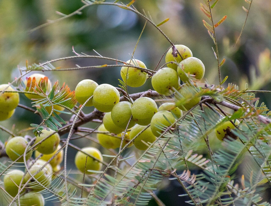 Amla berry on a bush. These berries a lime green 