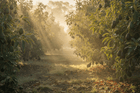 avocado orchard in the morning sunlight