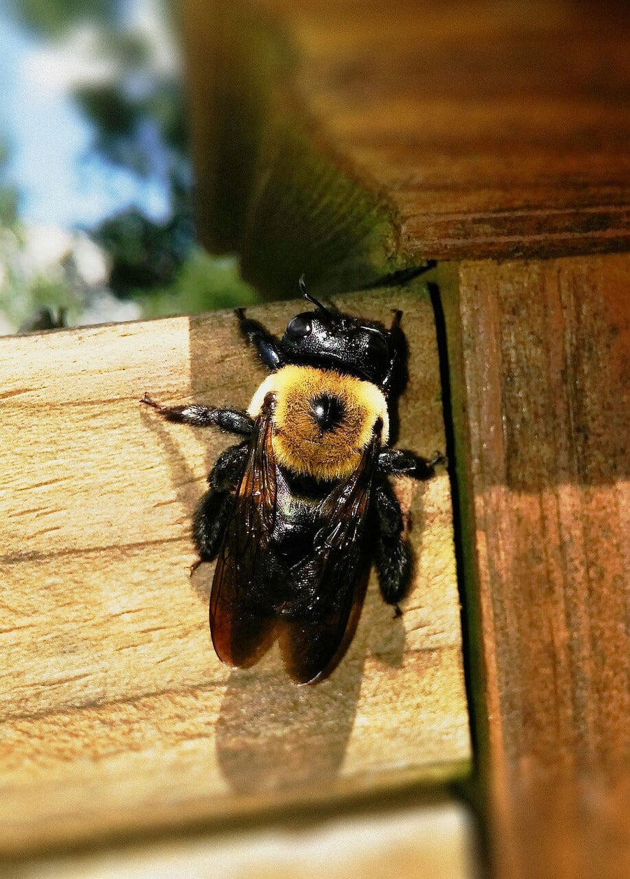 Carpenter Bee Trap