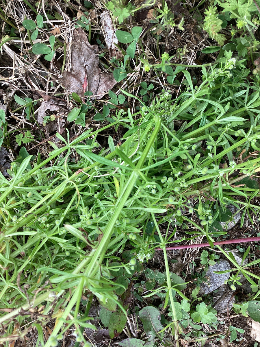 fresh green cleavers