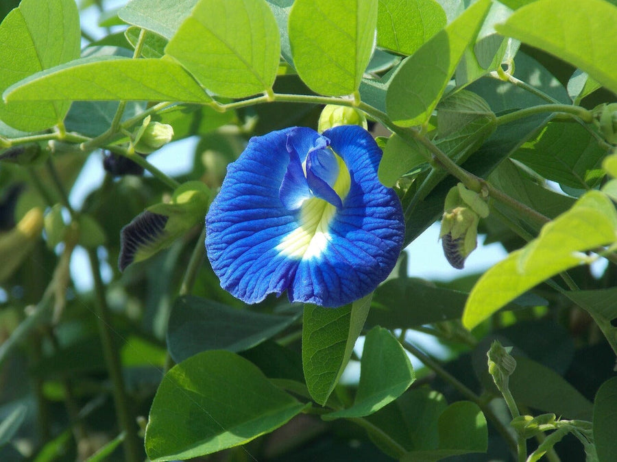 Butterfly pea flower  bright blue
