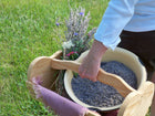 lavender buds in a basket