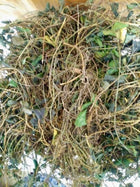 dried squaw vine  or partridge berr vine