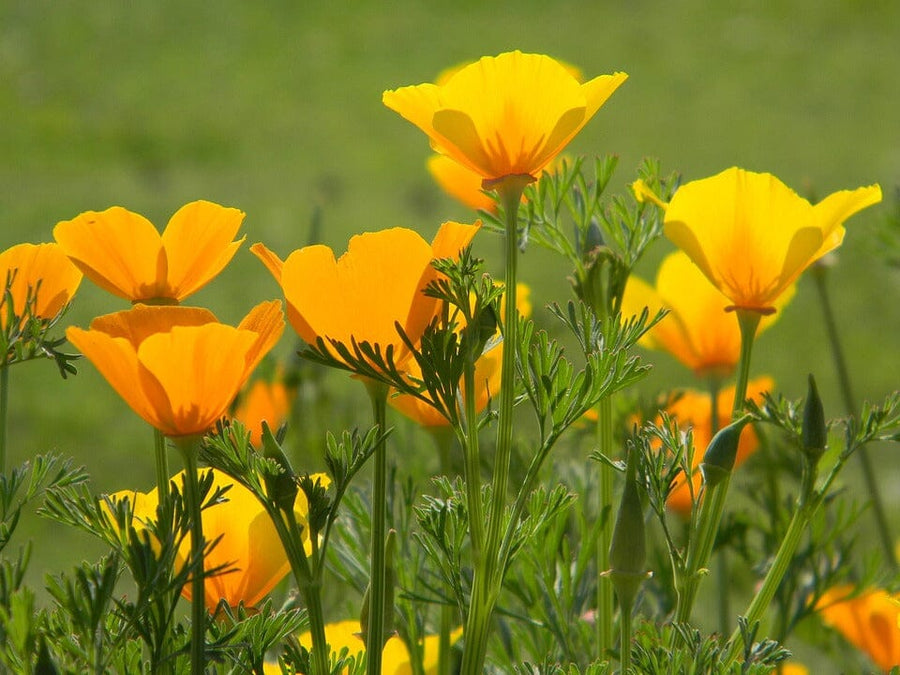 picture of live california poppy, or yellow and orange color