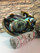 abalone Smudging shell