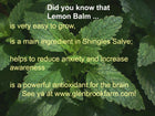 picture of live lemon balm plant