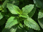 fresh lemon balm