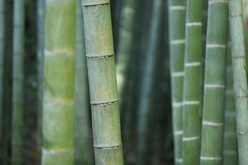 Bamboo Grass Fragrance Oil
