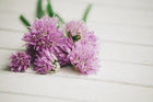 chive flowers from www.glenbrookfarm.com