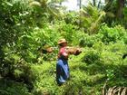 Lady who picks coconuts for coconut oil. Thank you lady for your hard work.