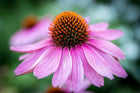 Echinacea flower called purple cone flower. closeup