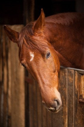 Herbs for horses from glenbrookfarm.com Horse Head