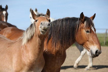 Herbs for horses from glenbrookfarm.com