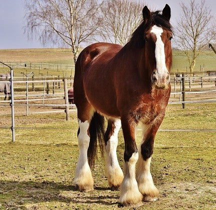 Happy Coat Herb formula for horses from glenbrookfarm.com