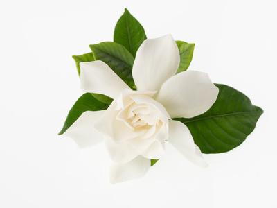 Gardenia Fragrance from www.glenbrookfarm.com