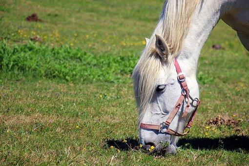 horse grazing