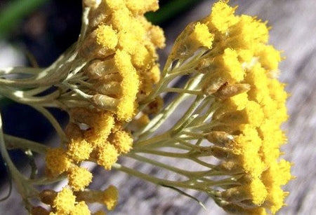 helichrysum  flower