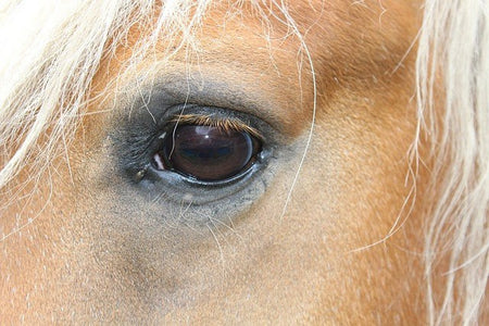 Happy Eye Horse Herbs from glenbrookfarm.com