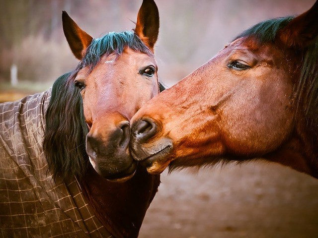 Htwo horses kissing Herbs for horses from glenbrookfarm.com