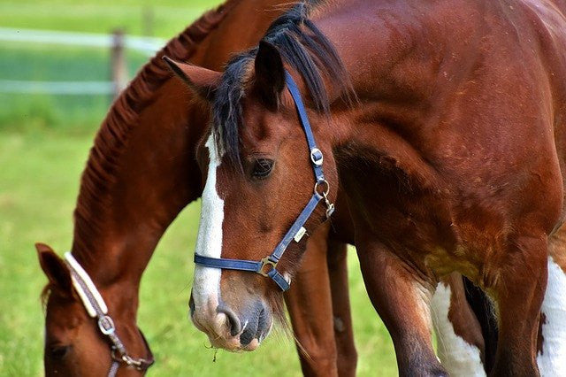 two horses grazing