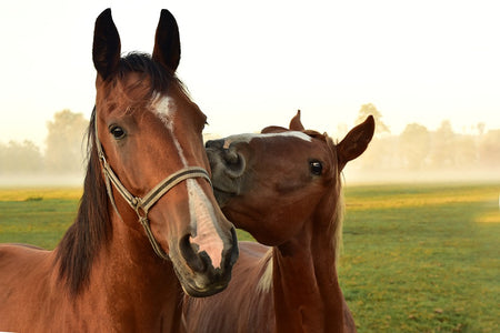 picture of smaller horse giving kisses to larger brown horse