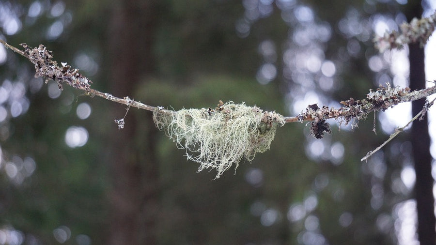 usnea clump hanging on a tree limb  before picking