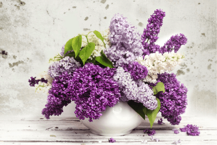 Lilac Fragrance from www.glenbrookfarm.com