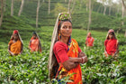 women picking tea