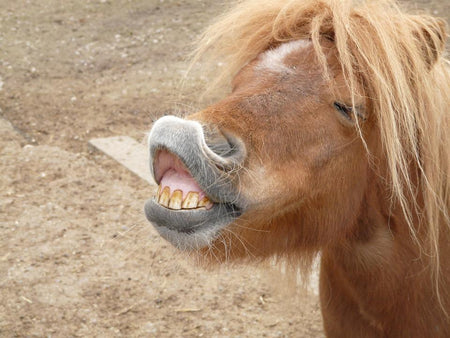 sneezing pony