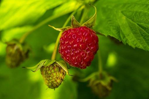 picture of a raspberry
