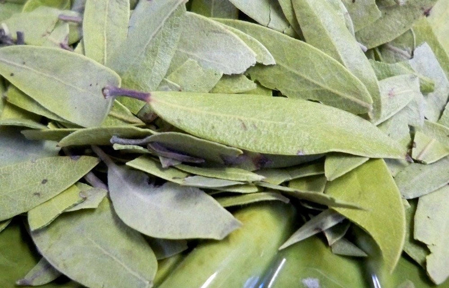 Uva Ursi Leaf Arctostaphylos uva-ursi – Glenbrook Farms Herbs and Such