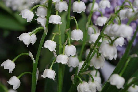 Lily of the Valley Fragrance Oil from www.glenbrookfarm.com
